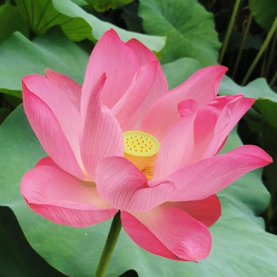 好运莲莲🌾