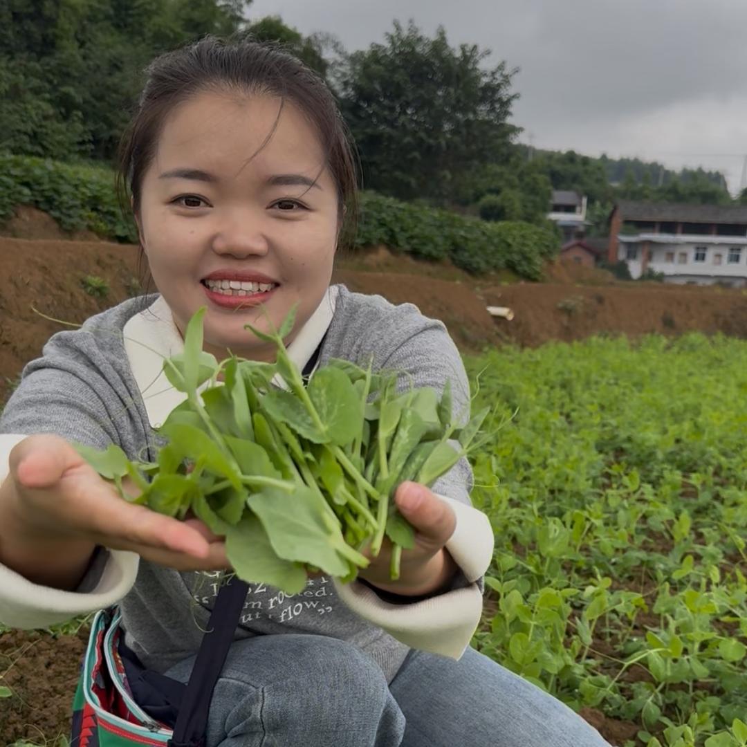 芦幺妹在收碗豆尖