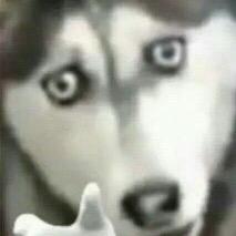 =͟͟͞͞ʕ•̫͡•ʔ=͟͟͞͞ʕ•̫͡