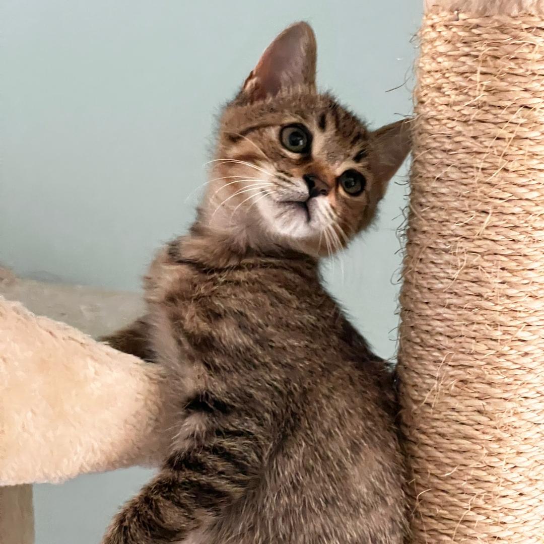 🐱飞飞努力干饭