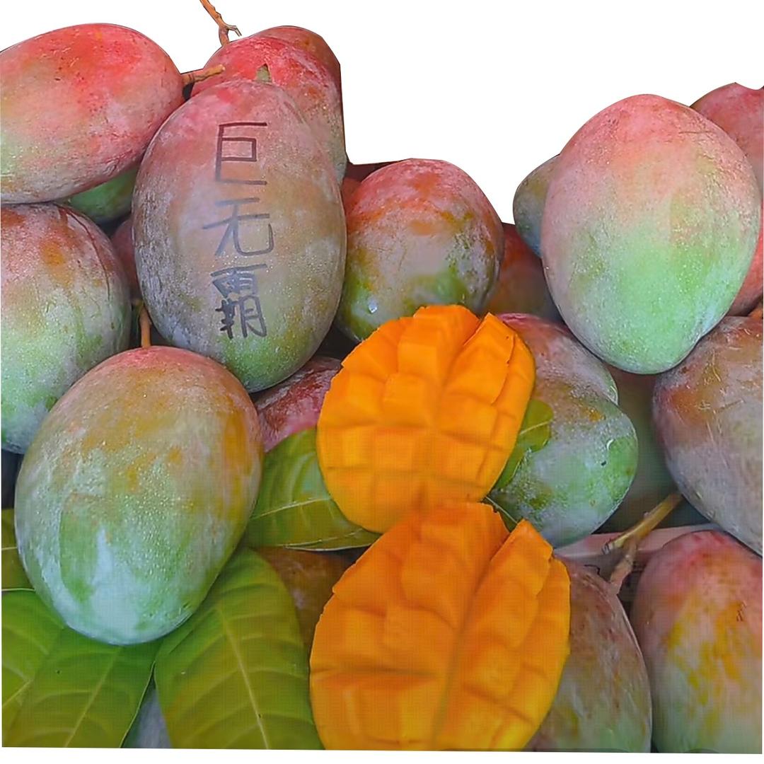 攀枝花凯特芒产地直发