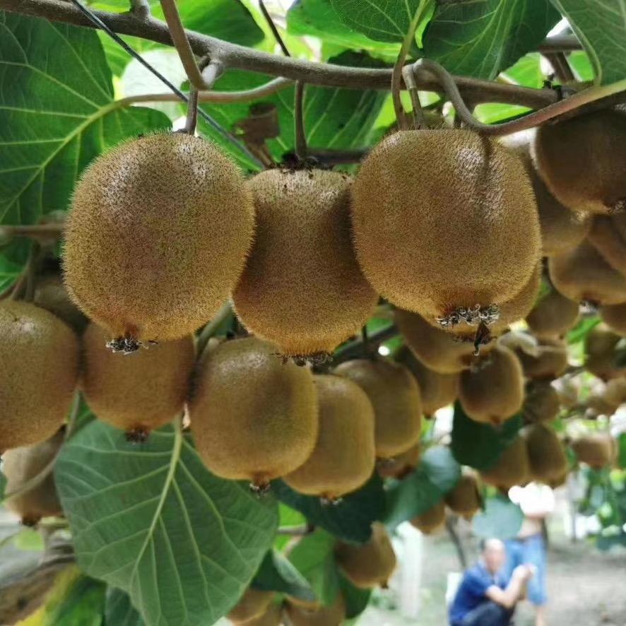 元花梦京冠果树苗木专卖店