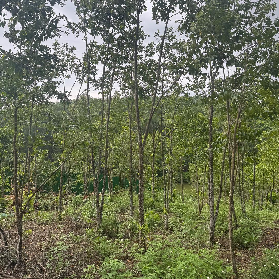 海霖沉香，棋楠树，沉香