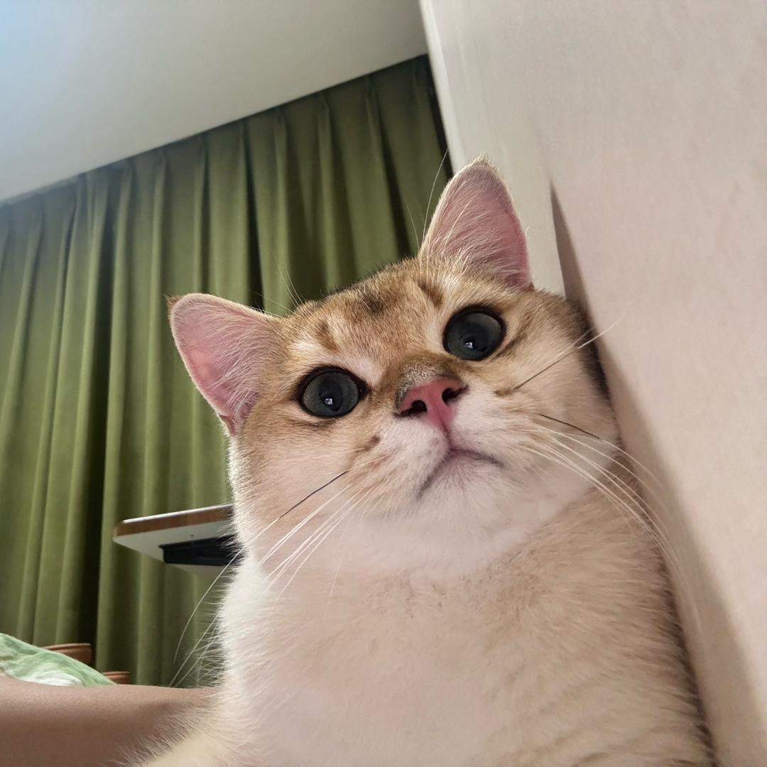 逆子草莓🍓