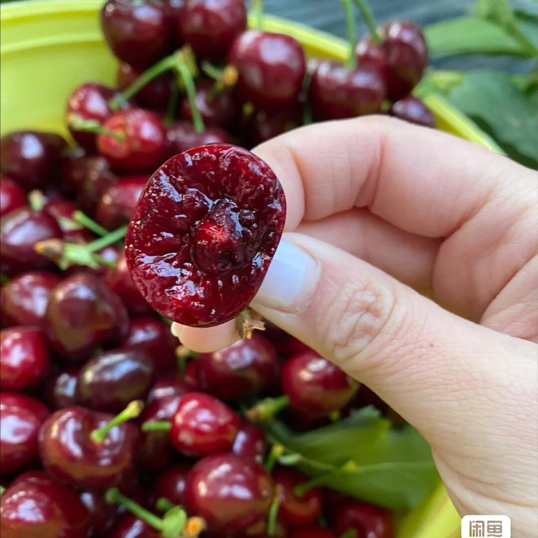 隆恩果树苗木专营店优选