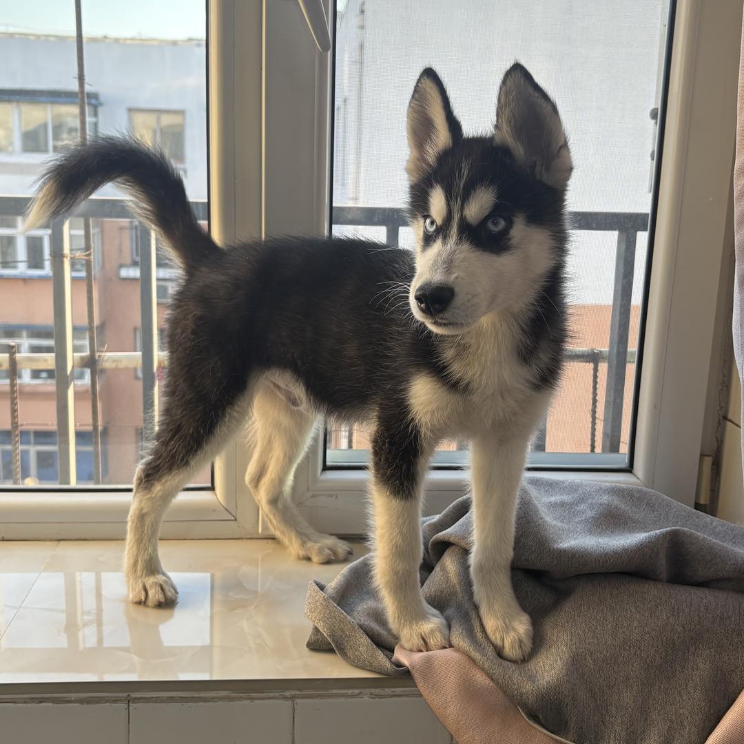 老四的朋友圈🐾