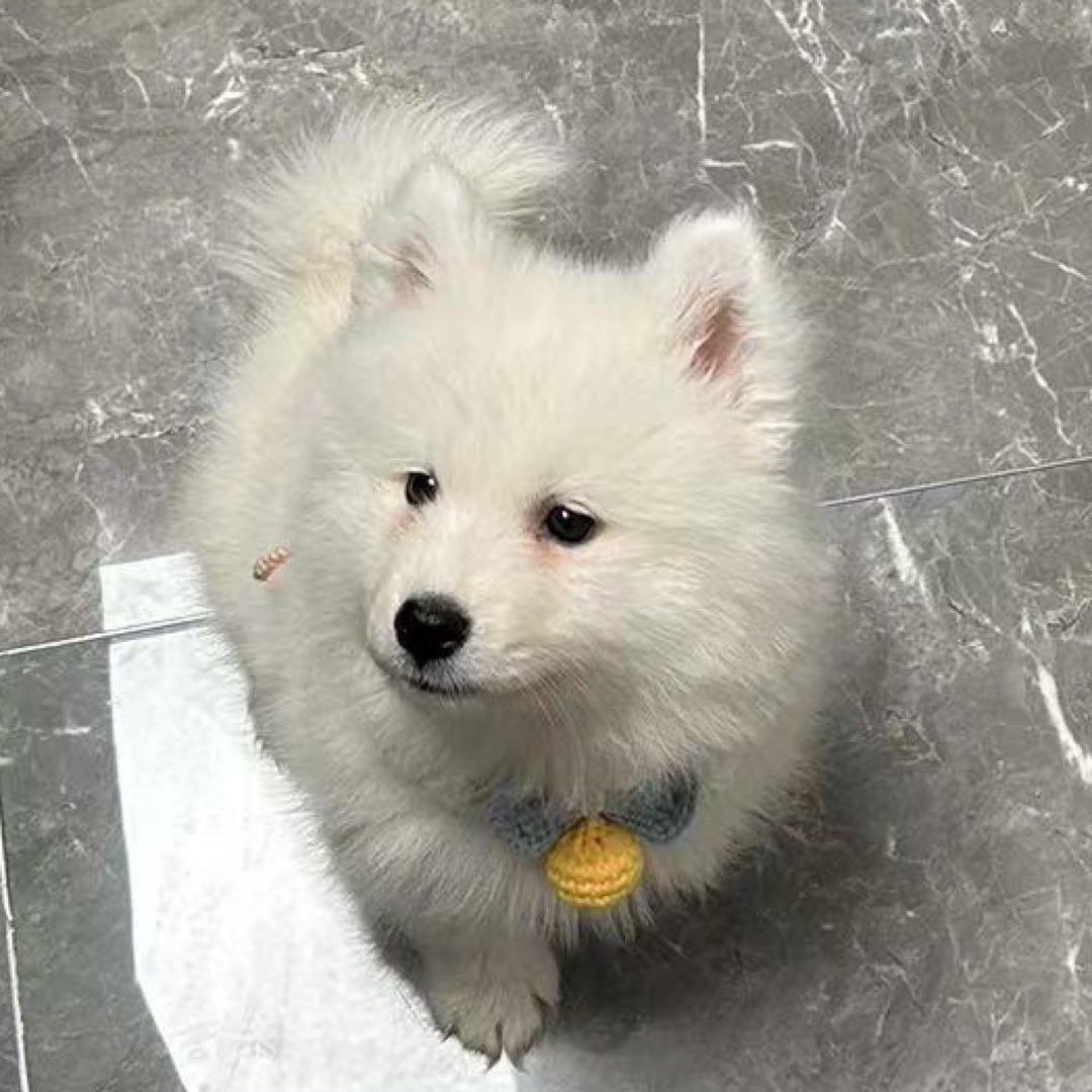 小菠萝🐶的铲屎官