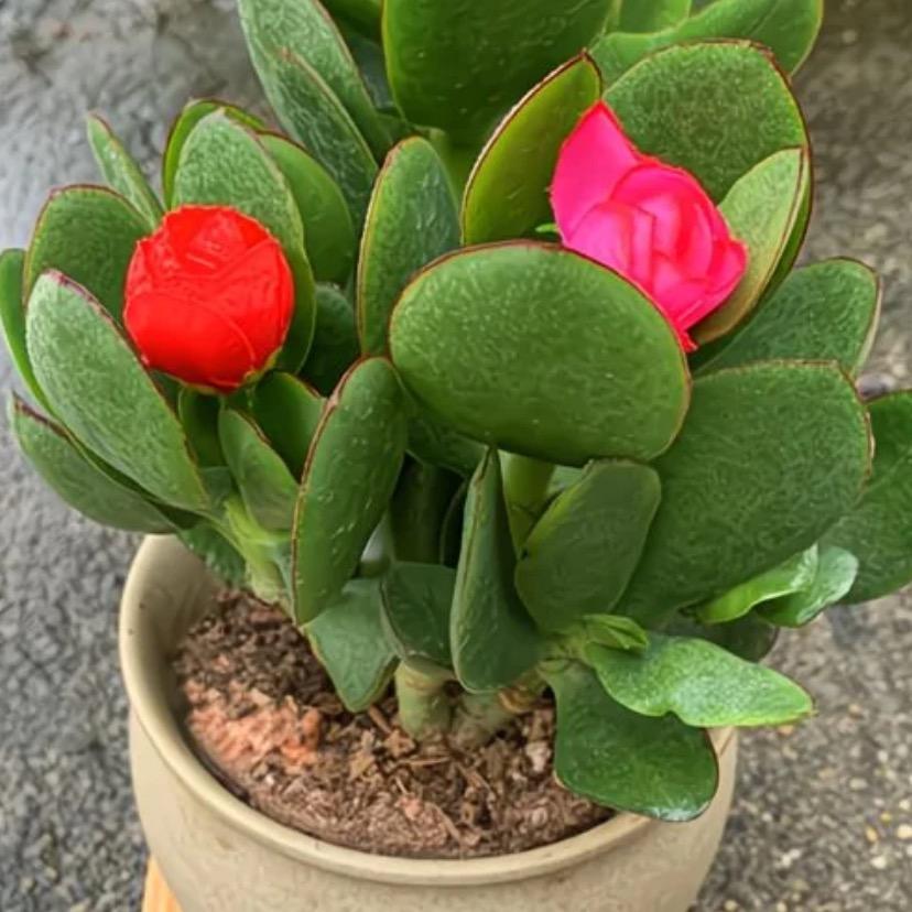 玉树开花