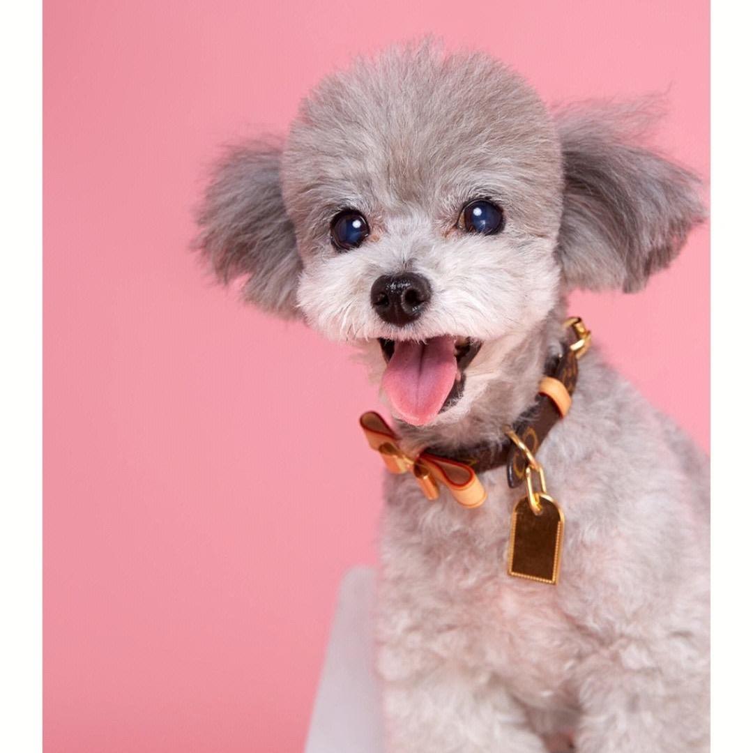 南宫市倍宠宠物店