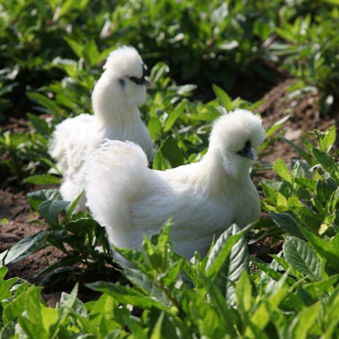 骑着蜗牛卖乌鸡