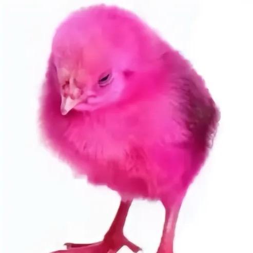 喵喵菜