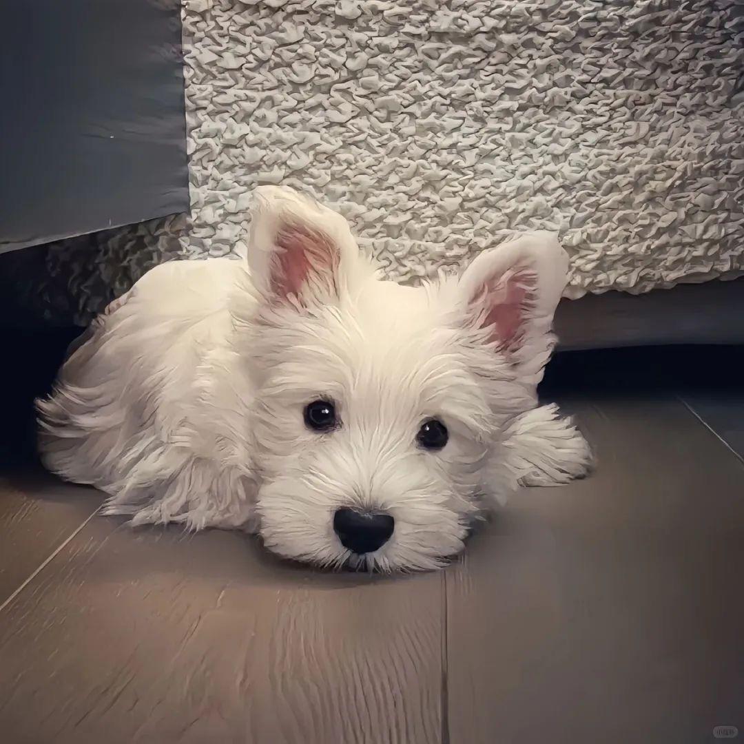 拧巴小姐