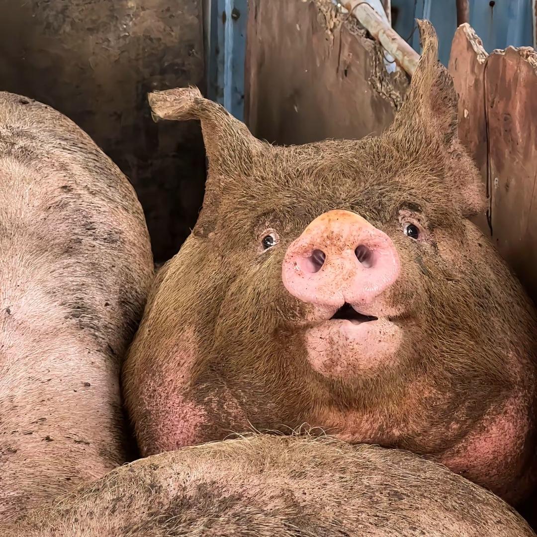 愤怒的小母牛🐮