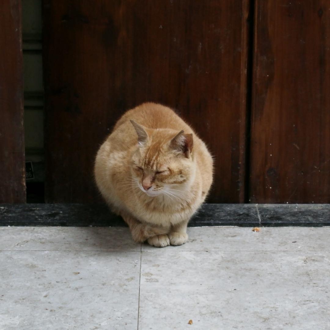疾风藏獒