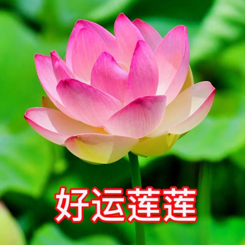 好运莲莲