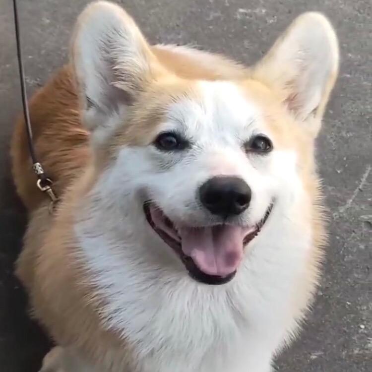 程阳犬舍