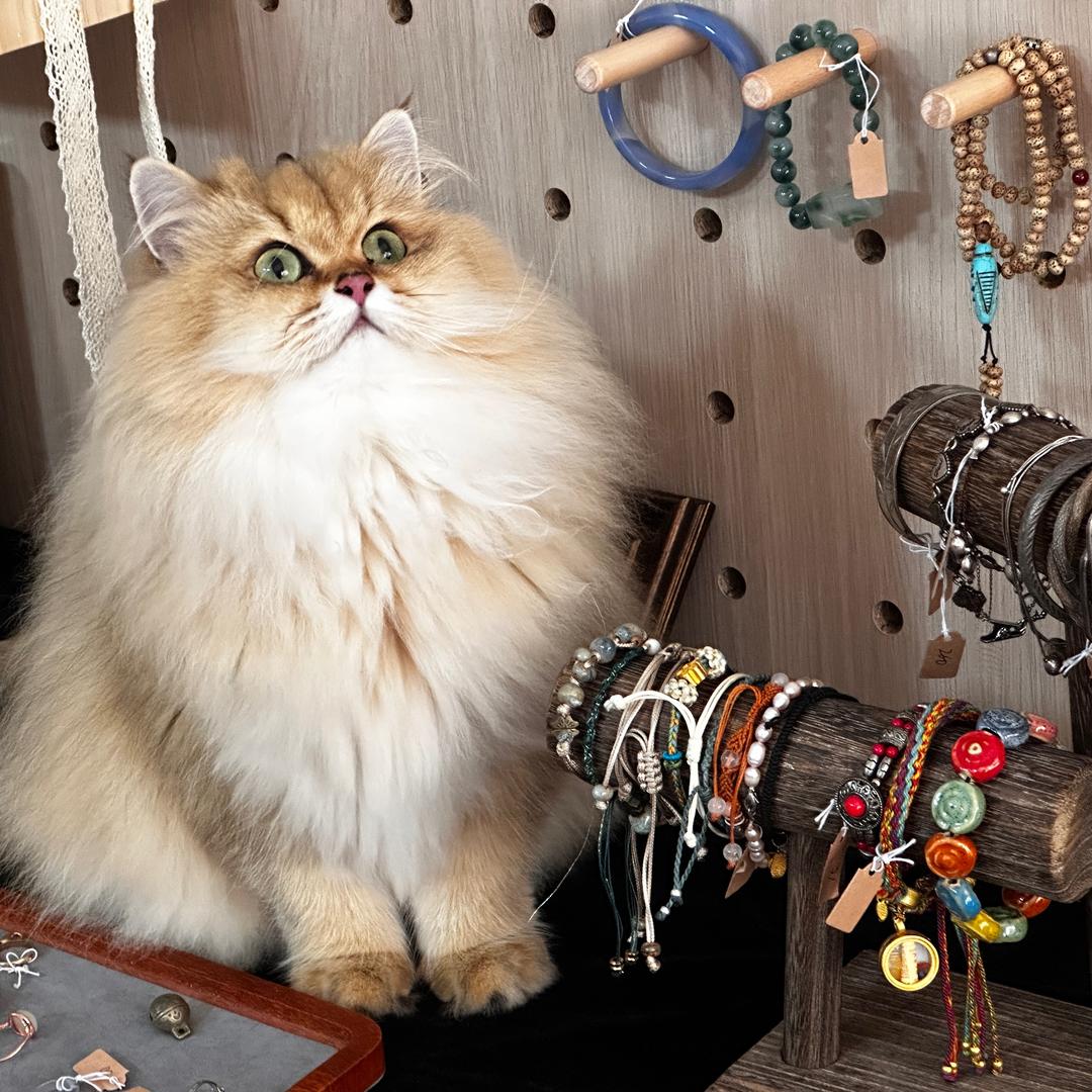 主理猫—棉花糖