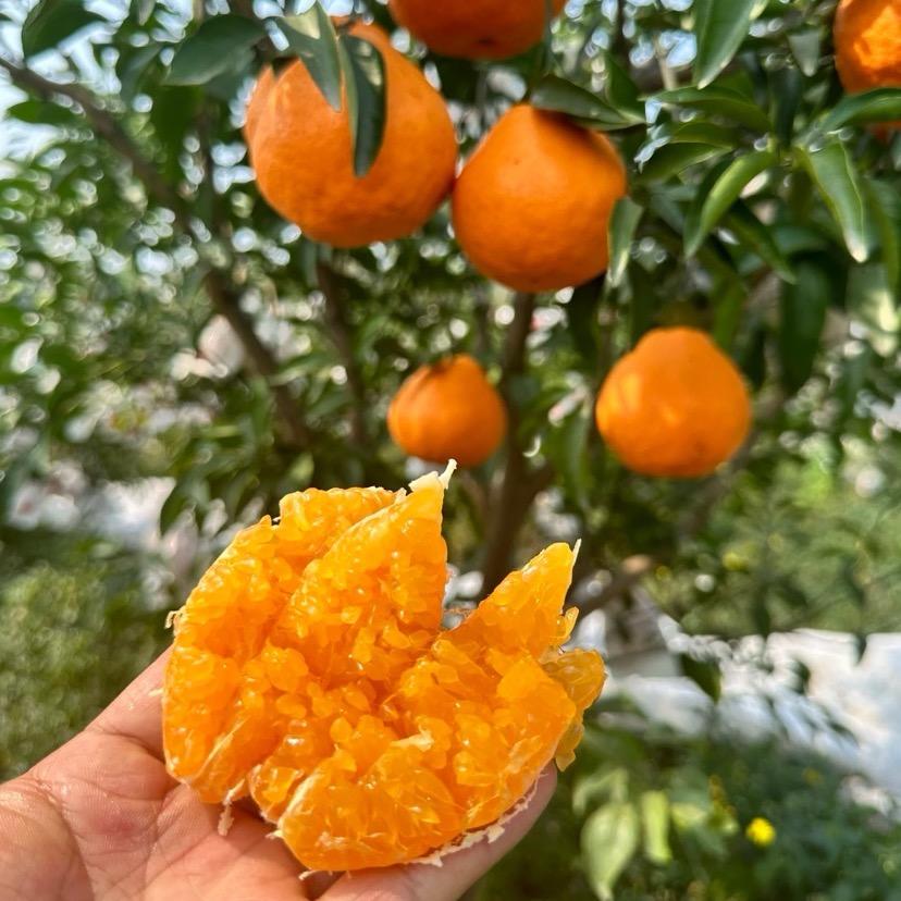 林哥水果供应链