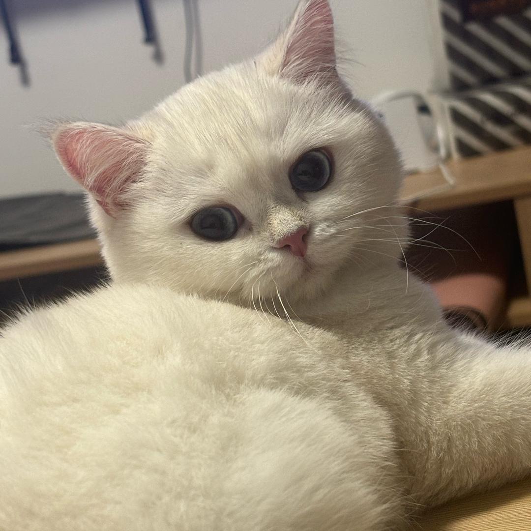 .王权富贵