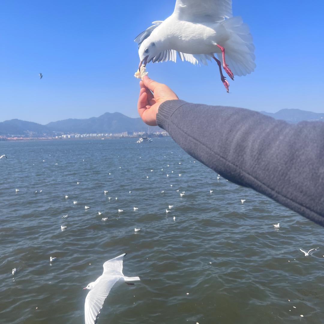 豹