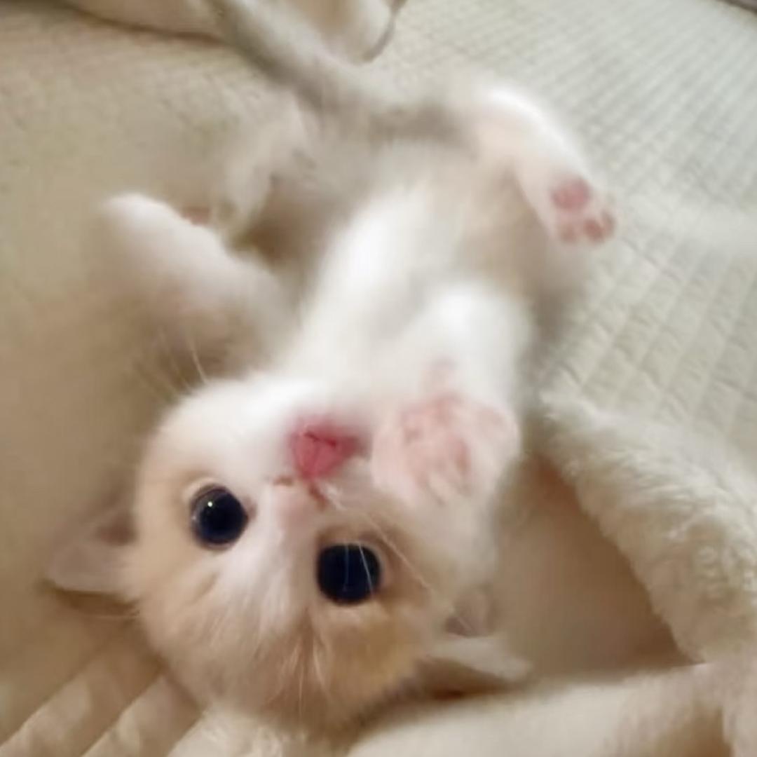 小猪划艇