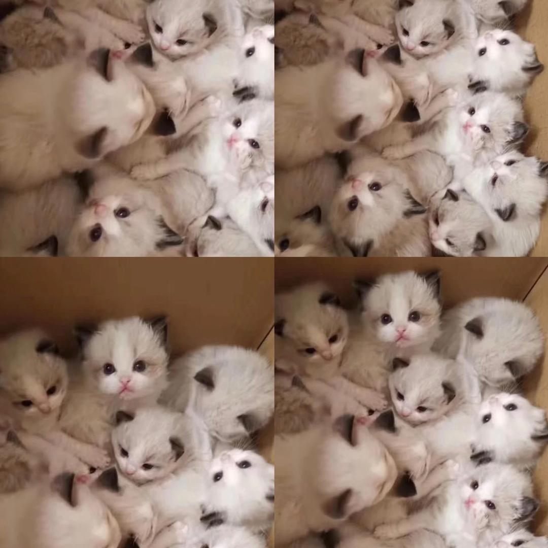 猫哆哆