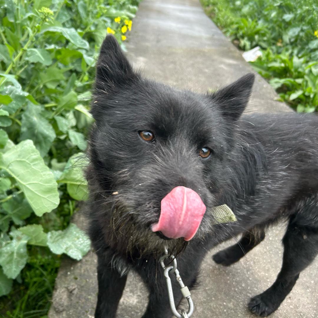 吾名曰：“逆鳞”