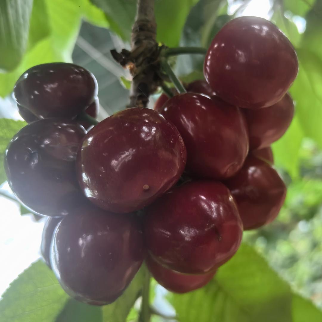 港兴车厘子采摘园