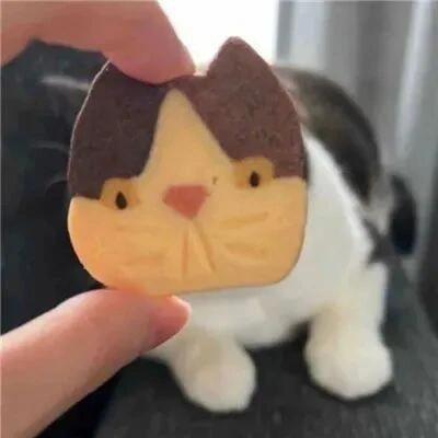 koyoo