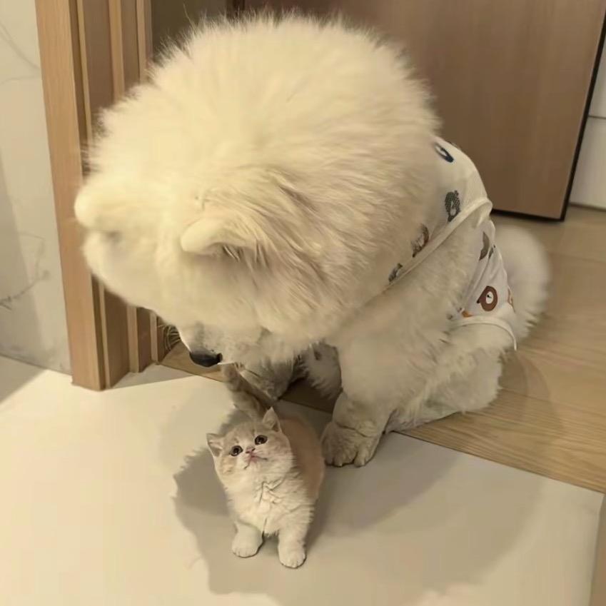 许灵安