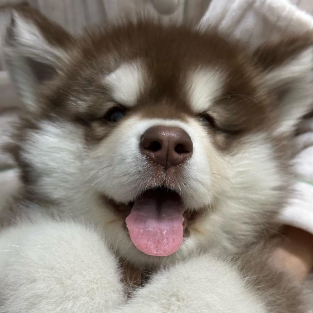 果燃家-广西红糖酸嘢