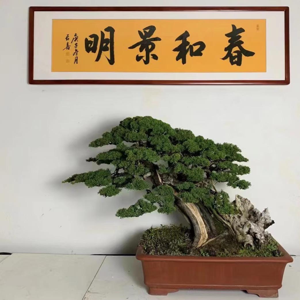 常乐盆景