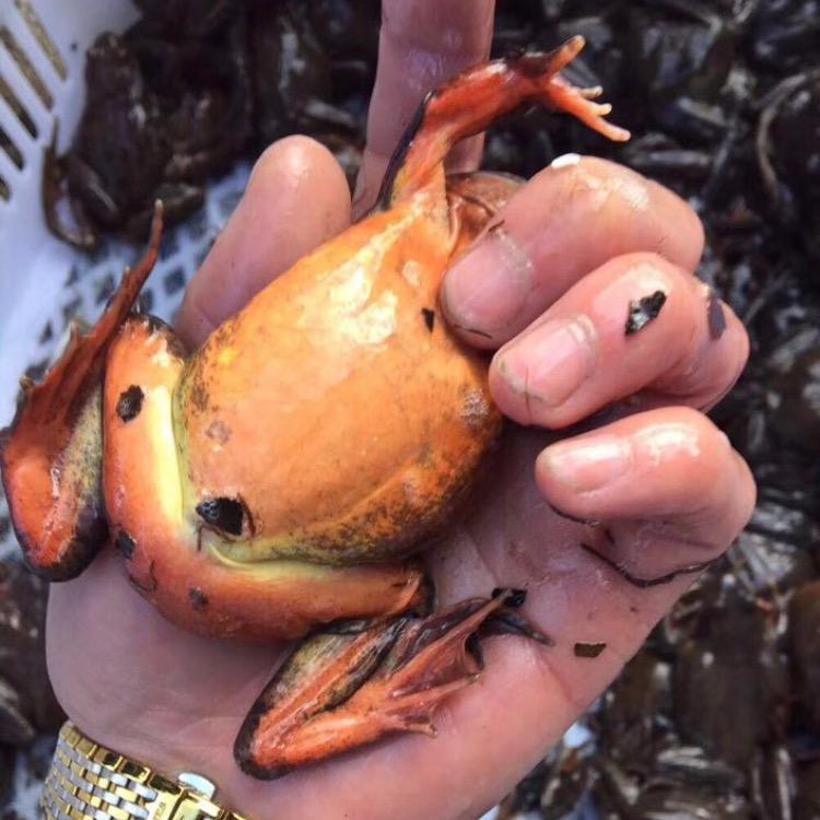 老大林蛙