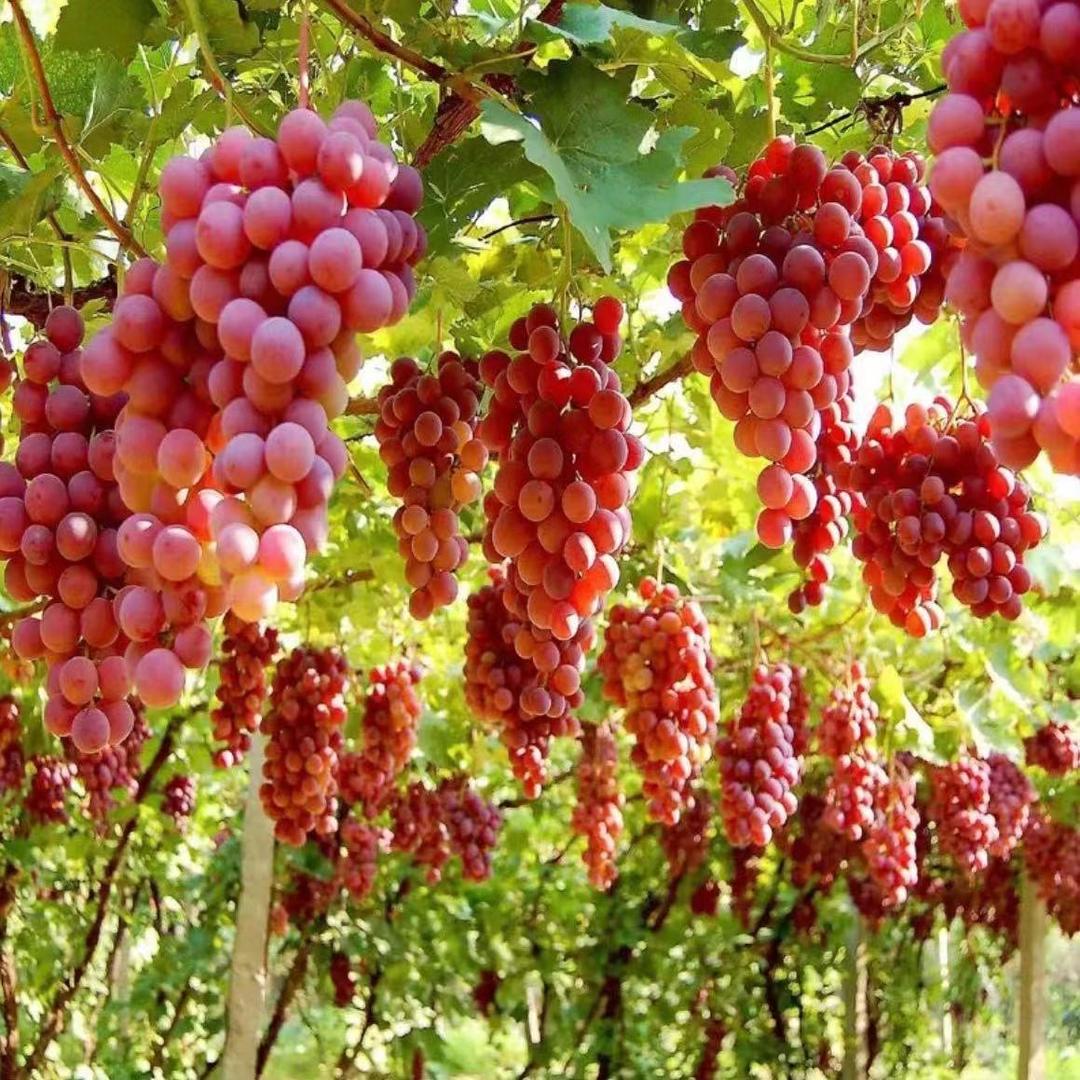 泽木果树苗木专营店