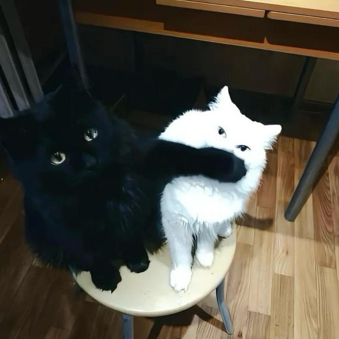 枫-