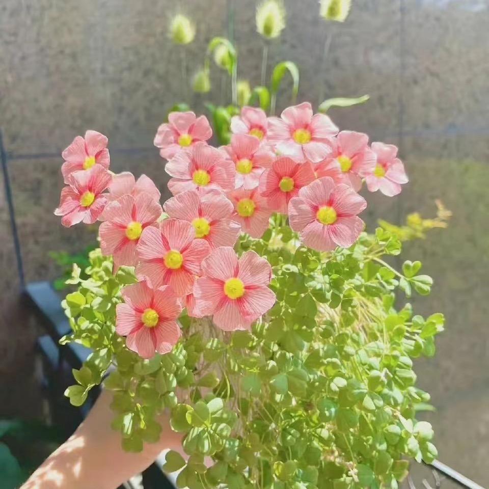春暖花开
