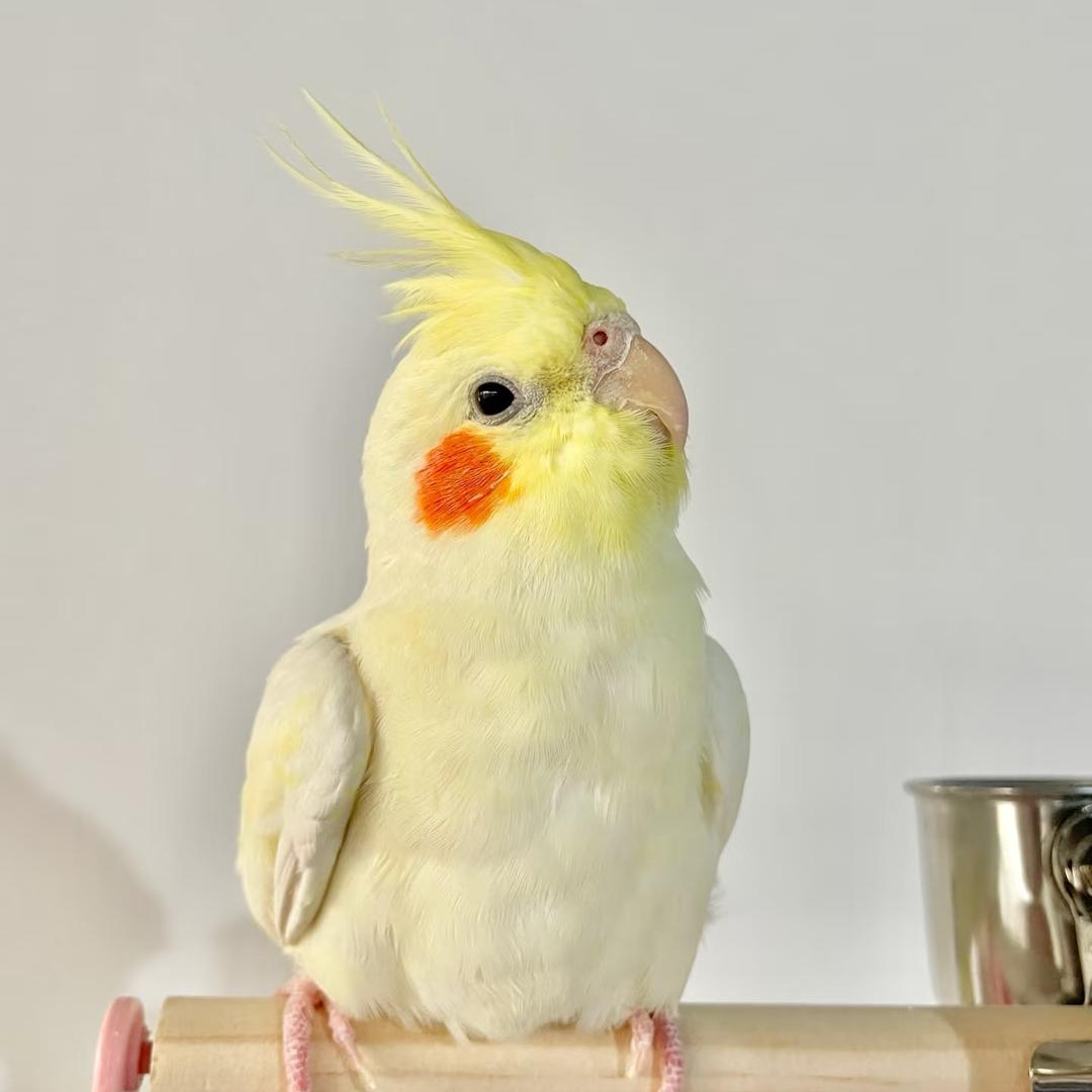 美宠宠物优品小铺