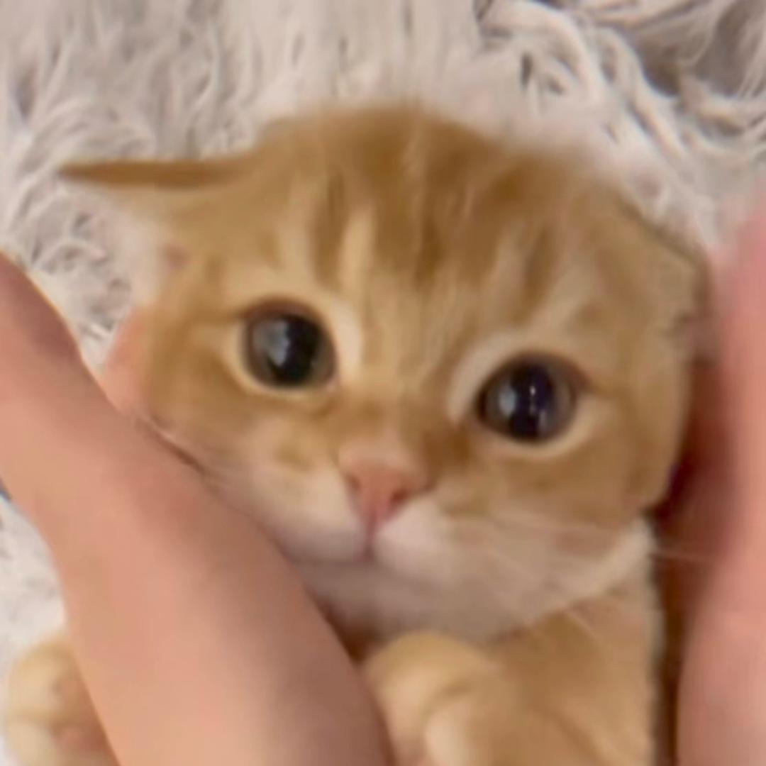 佩奇