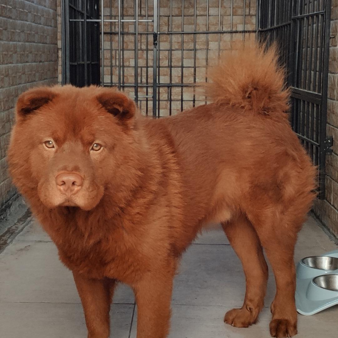 五红农牧业直播号东莞厚街阿伟