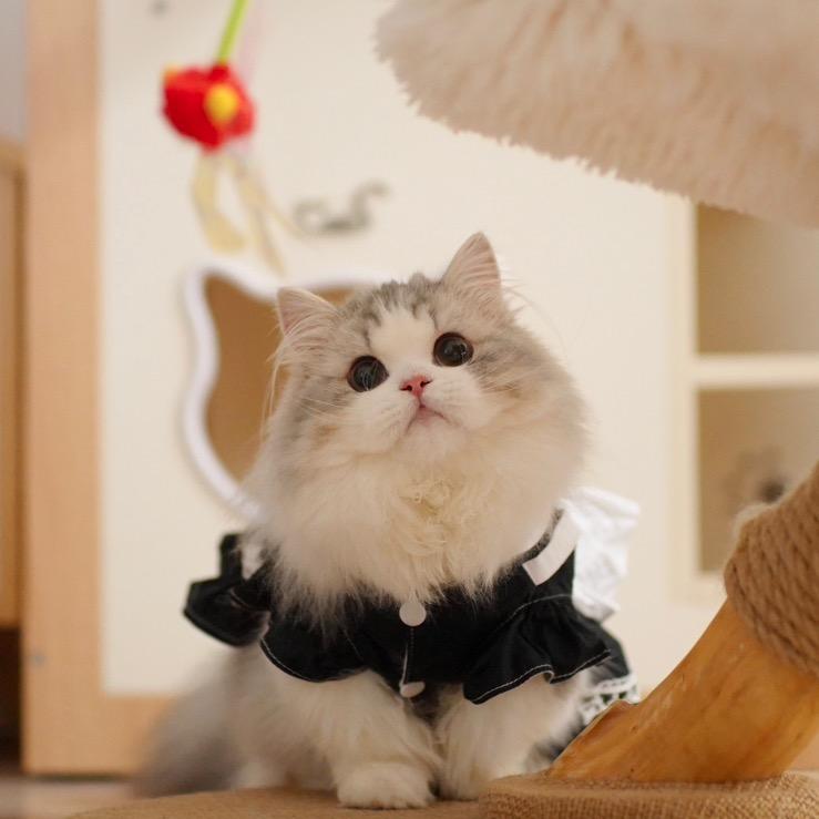 约德尔_米努特矮脚猫