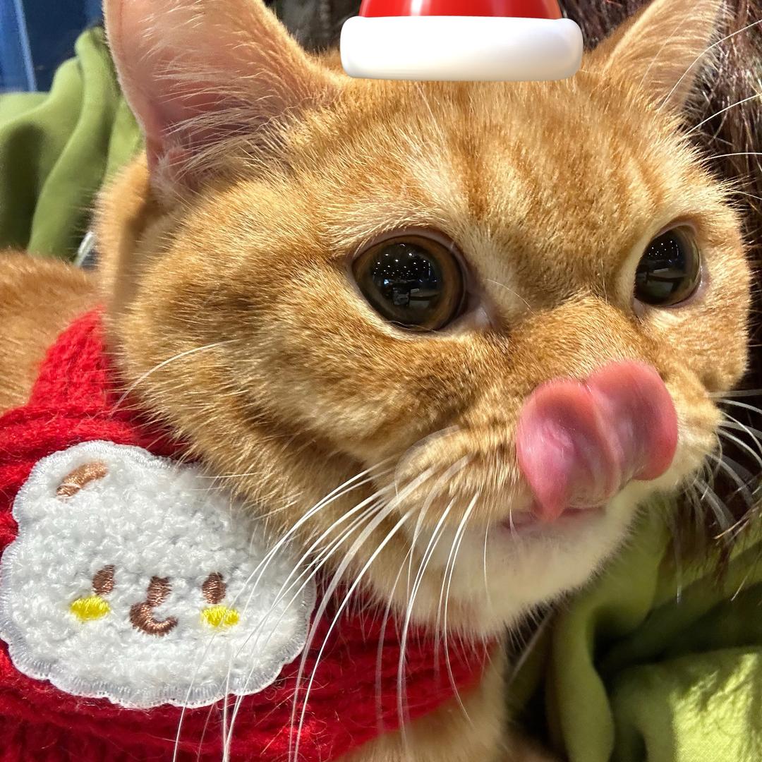 汤圆是只大橘🍊