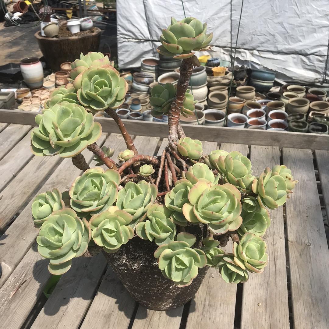 怀远羽之园艺多肉基地