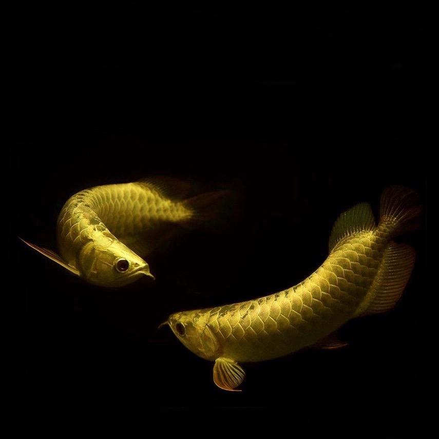 弘凯