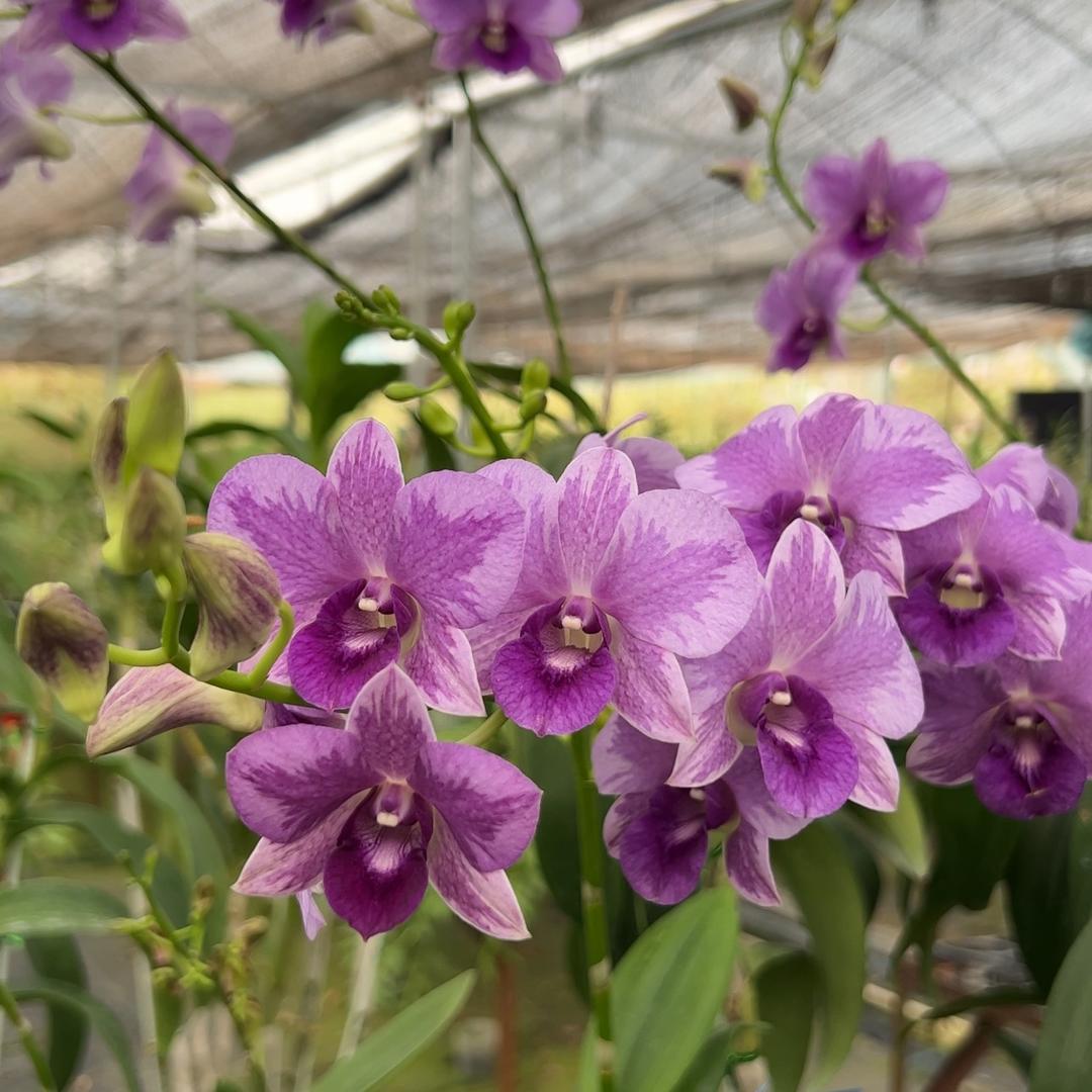 清雅斛园1店(小农)