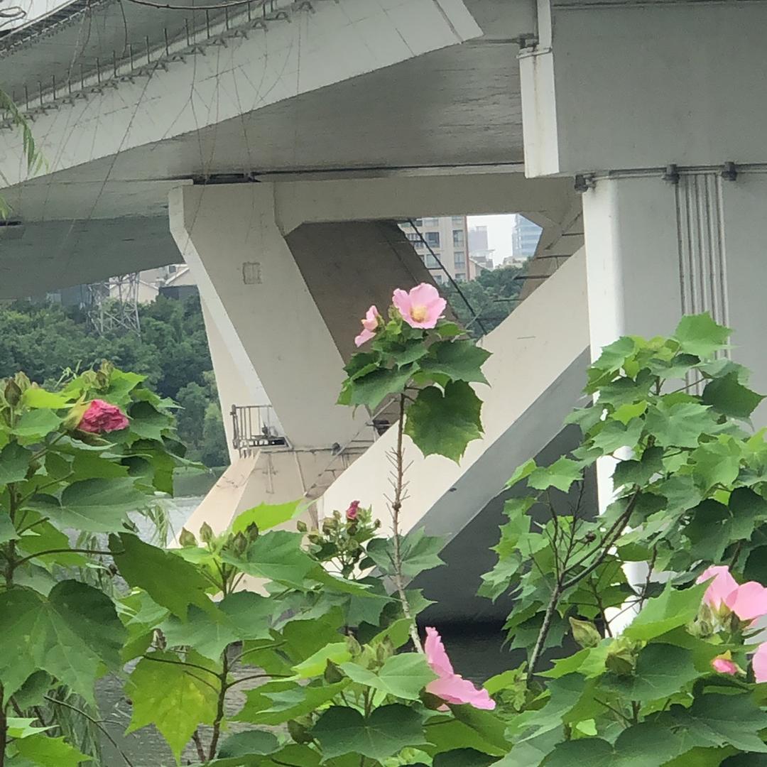 每天看木森直播永远笑哈哈
