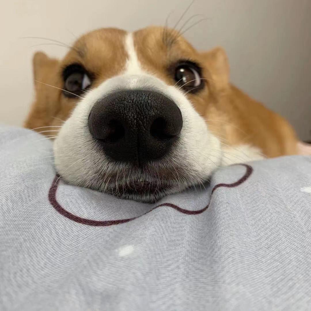 烁阿（三角洲行动）