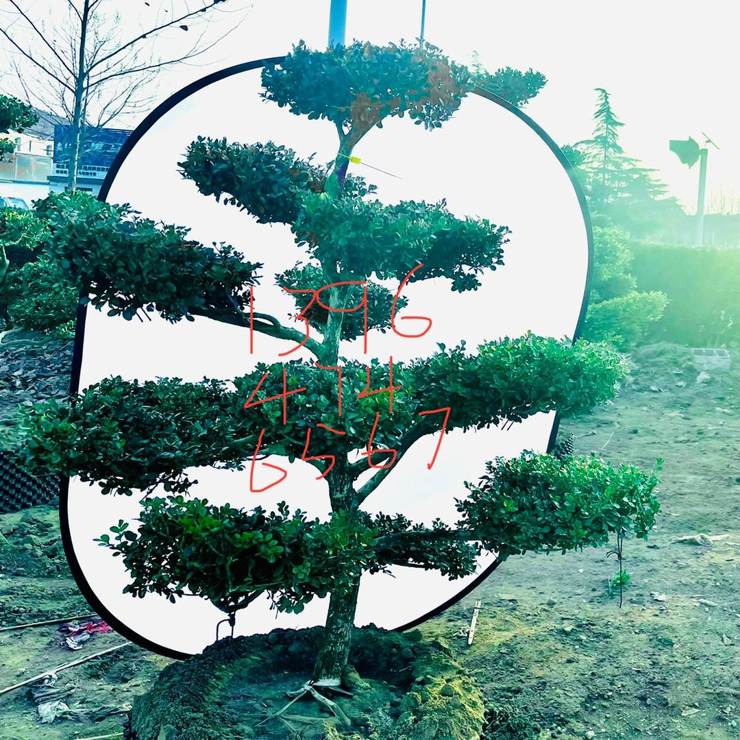 志信黄杨基地，