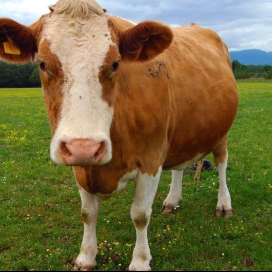 方城县荡宜商贸-李