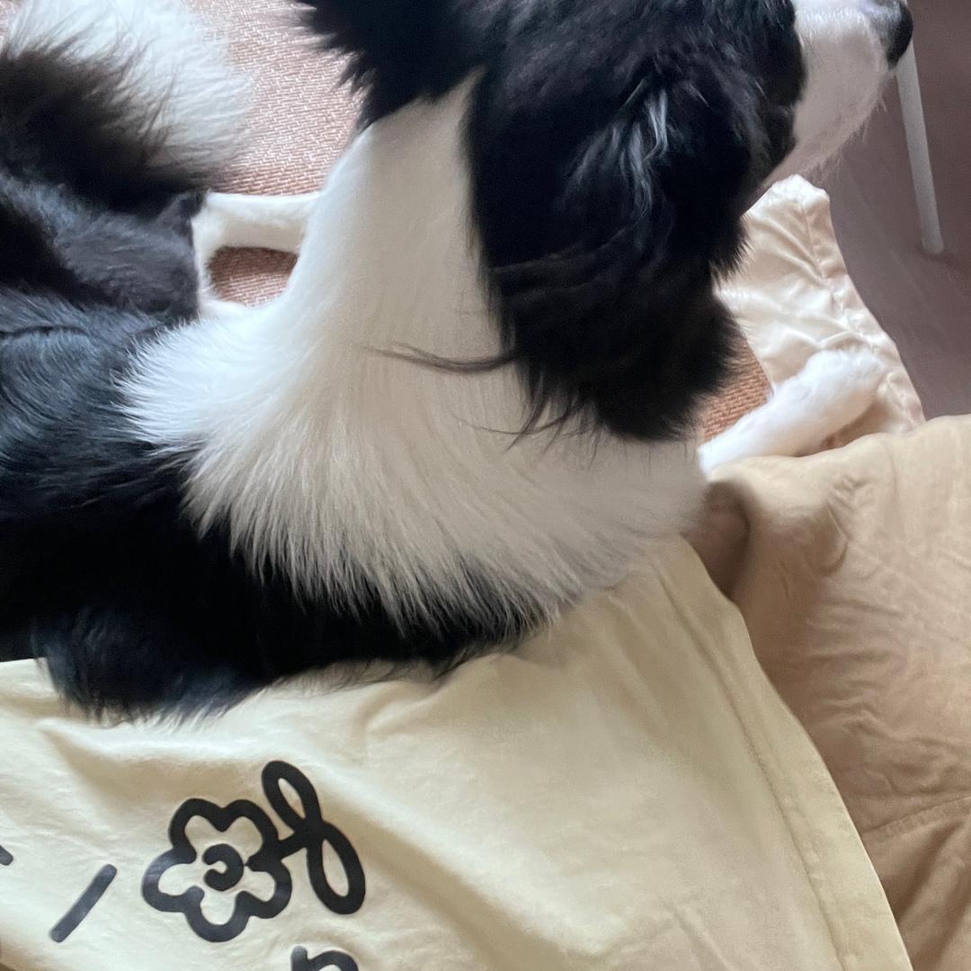 狗狗侑