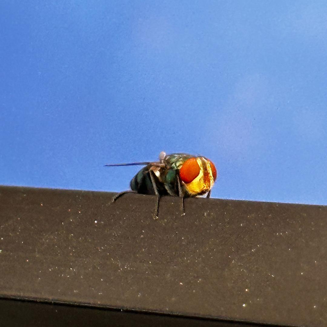 木亢